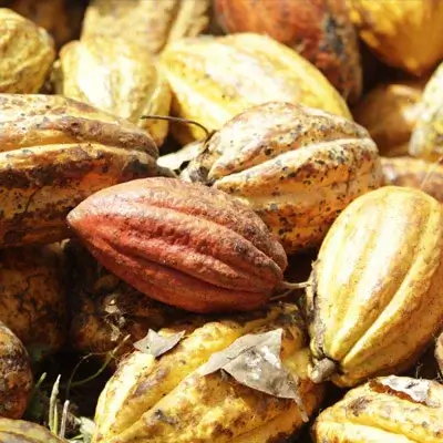 Cocoa bean extract