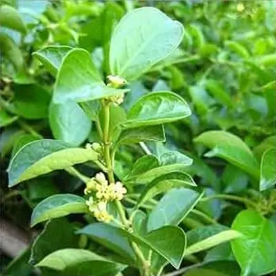 Gymnema sylvestre leaf